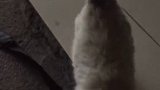 竟然能捡到一只布偶猫？ 你怕是离家出走的吧