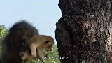 狒狒掳走小狮子，母狮子愤怒追赶，下一刻狒狒肠子都悔青了