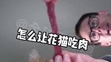 看小猫吃肉解压
