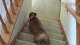 这只狗狗真懒，下楼梯竟用这种方法，真是长见识了