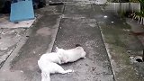 猫咪打架不可怕,可怕的是打架的猫咪会功夫!