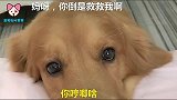 主人对金毛说没你这样当狗的，金毛，咋滴了我又不是故意的