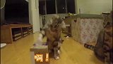 两只猫咪上演真实版打地鼠