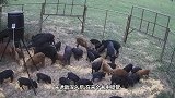 野猪被十几条猎犬包围，为了保命它出大招，还真管用！