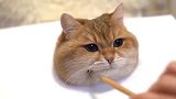 橘猫：要不是刷得老子舒服我早就溜咯