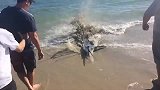 海边一条大鱼搁浅，像疯了似的疯狂挣扎，人们不敢上前