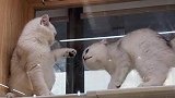 小猫咪说来找我玩呀