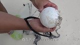 河豚在海里悠闲游着，却被海豚给捉弄了！当成皮球玩耍！
