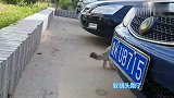 土匪小猫咪回姥姥家啦，视察他的地盘