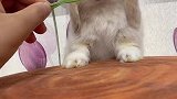 兔兔这么可爱
