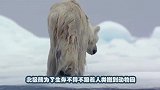 北极熊偶遇哈士奇，狠狠将其抱住，哈士奇：这热情的招架不住啊