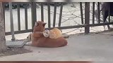 气温骤降，猫猫趴在狗背上取暖