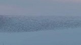 壮观！卧龙湖出现“鸟浪”奇观，鸟儿在天空飞舞，如丝绸，似巨鲸。网友：这一刻逍遥游照进现实了！