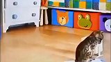 小猫飙车体验，猫咪避障挑战