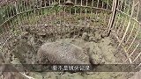 野猪被农场主抓住后，要不是镜头记录，谁能想到野猪还挖地洞？