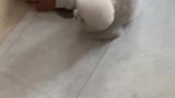 在家和棉花球玩你们呢？