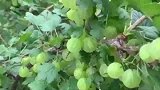 野外发现很好吃的“灯笼果”，不知道味道如何！