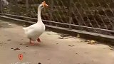 正在河里游泳的大鹅突然跑上岸