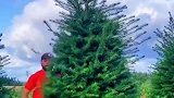 圣诞树就是这样来的，看见这一幕，你还想要吗
