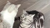 狸花猫：你怕是没见过我打架的样子！