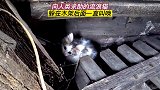 被妈妈遗弃的小奶猫，孤单走进人类的房子