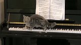 猫咪浑身都是艺术细菌，钢琴弹的真动听！