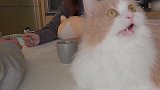 漂亮的猫咪来袭，这小表情，萌的我心都化了！