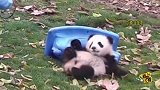 明知这团子熊猫是假摔 但是还是忍不住心疼了