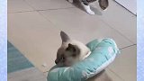 平时一步之遥的床显得格外遥远