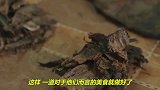 非洲最惨无人道的美食，网友纷纷指责：这跟吃人有啥区别？