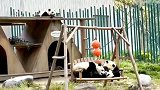三熊猫怼架，一熊猫坐收渔利！