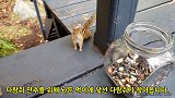 犹豫半天的花栗鼠，面对罐子里的坚果，终于忍不住了