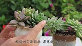 如果你是第一次买多肉植物，记住几个口诀，省下几年功夫