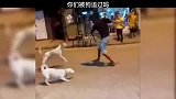你们被狗追过吗