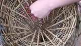 妹子野外设陷阱抓鱼，不料野人路过看见妹子睡着了，直接上去抓鱼