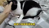 铲屎官：晚上被猫咪吵的睡不着觉，白天我也不让猫咪睡觉