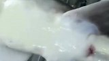 最温和的取鲟鱼子酱方式，应该很多人没见过吧？