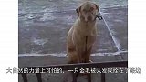 狗狗被拴在零下29度的室外冻得瑟瑟发抖，流浪汉毫不犹豫抱住它