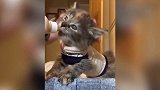 好萌的猫咪啊，看着软萌的样子，真的是可爱极了！