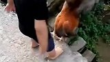 那小孩你奶奶还有三秒到达战场还不放开那只鸡