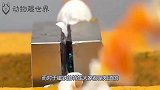 磁铁的磁性到底有多恐怖？老外作死实验，这“特效”我给一百分