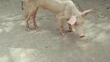 见过细狗，这还是第一次见细猪