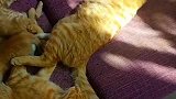 猫：这么多橘猫，好可爱呀，想亲一口！