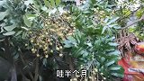 广西灵山龙眼长在路边，一串一串挂在树上不要摘哦，不是野生的