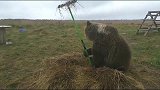西伯利亚童工熊