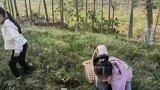 幼儿园手工作业卷出新高度，全家耗时半天用落叶为女儿做出绝美孔雀服