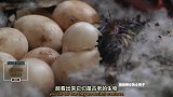破壳的小鸭有史前恐龙的影子！萌萌雏鸟面对高空坠落毫无惧色！