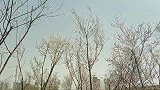 乌鲁木齐最大的桃林在这里！几百棵桃树开花美如画！