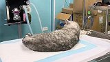 猫咪做绝育，刚开始还挺悠闲，最后生无可恋