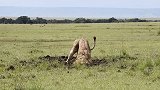 肯尼亚：一头狮子泥地中挖掘7小时，成功猎杀藏在洞里的疣猪